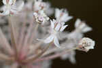 Swamp milkweed